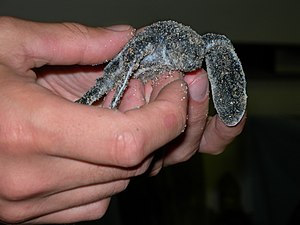 Photo of a person's hands holding a small sand-covered grey/green turtle