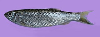 <i>Barilius barila</i> Species of fish