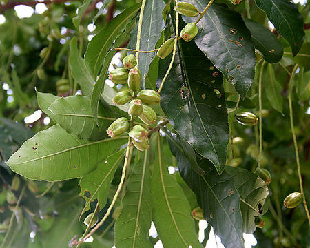 Barringtonia acutangula (Freshwater Mangrove) fruits in Kolkata W IMG 8545.jpg