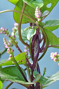 B. alba 'Rubra', malabarspenat