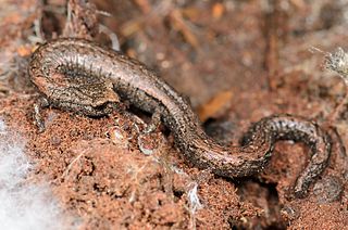 Gregarious slender salamander Species of amphibian