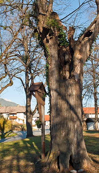 File:Baumkirchen, Linde am Kreuzbühel.jpg