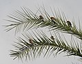 Baya Weaver (Ploceus philippinus)- at Wild date Palm in Kolkata I IMG 7829.jpg