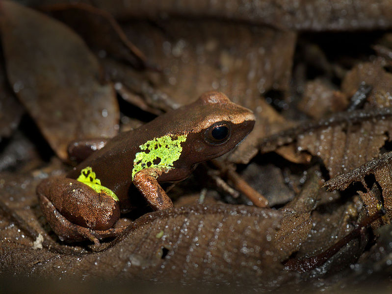 File:Beautiful Mantella (Mantella pulchra), Vohimana reserve, Madagascar (12162277293).jpg