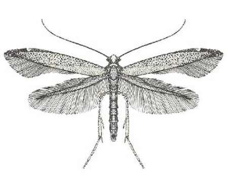 Bedelliidae