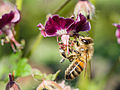 Bee gathering nectar.jpg