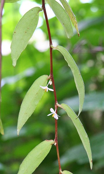 File:Begonia jussiaeicarpa02.jpg