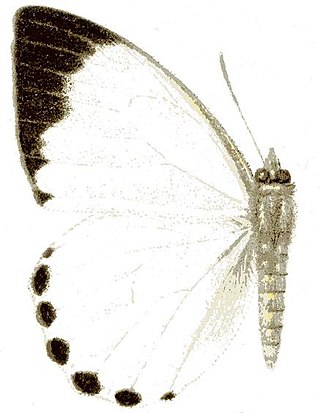 <i>Belenois theuszi</i> Species of butterfly