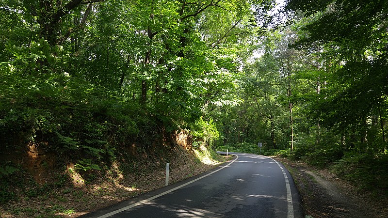 File:Belgrad Forest (2).jpg