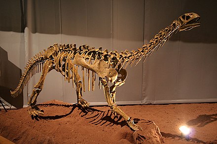 Bellusaurus