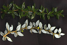 Berberis verruculosa leaves.jpg