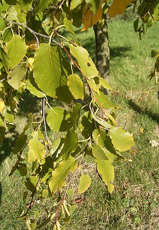 <i>Betula lenta</i> Species of plant