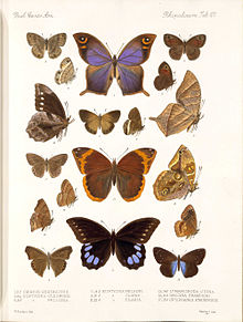 BiologiaCentraliAmericanaRhopaloceraPlate107.jpg