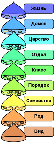 Biological classification L Pengo vflip russian.svg