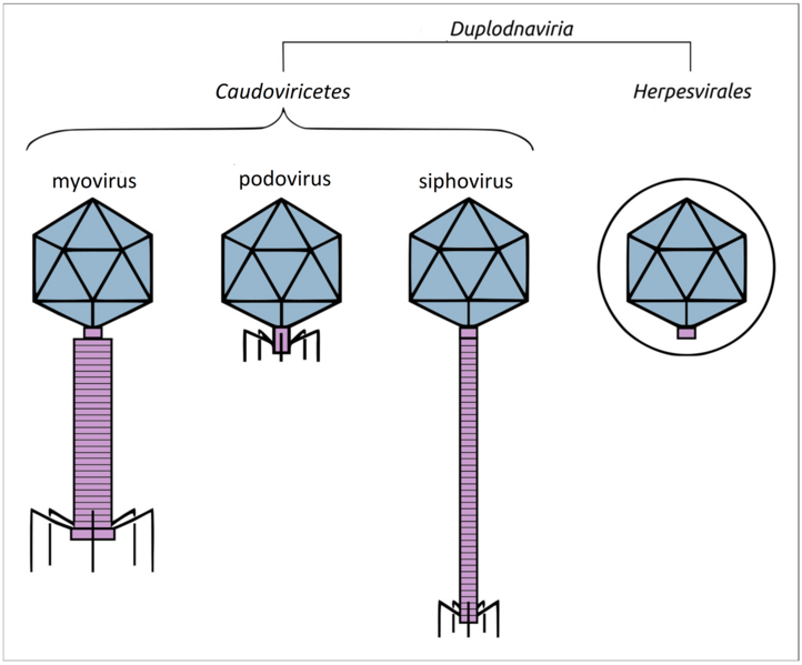 File:Biomolecules-13-00110-g001.png