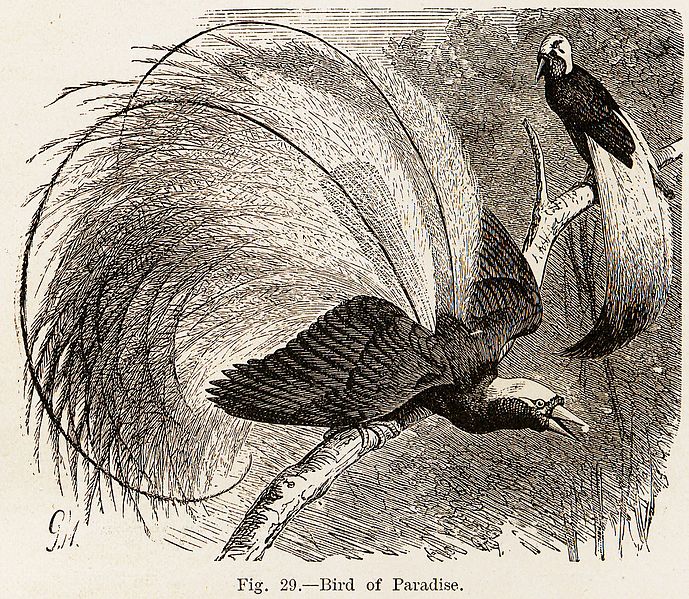 File:Bird of Paradise from Animal Coloration by Frank Evers Beddard 1892.jpg