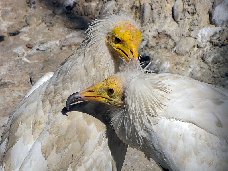 File:Birds Garden of Isfahan (28).jpg