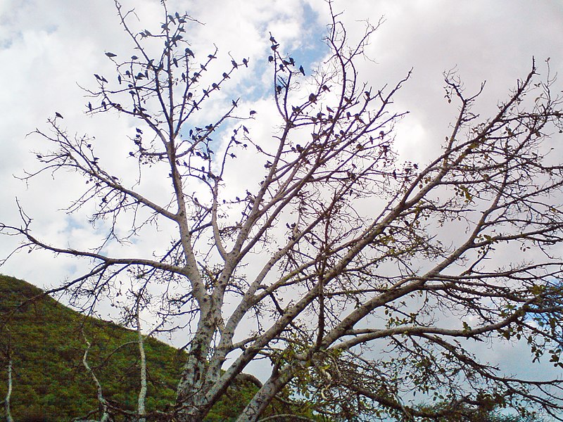 File:Birds on tree.jpg