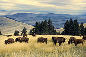 Bison herd grazing at the CSKT Bison Range Bison herd grazing at the National Bison Range.jpg