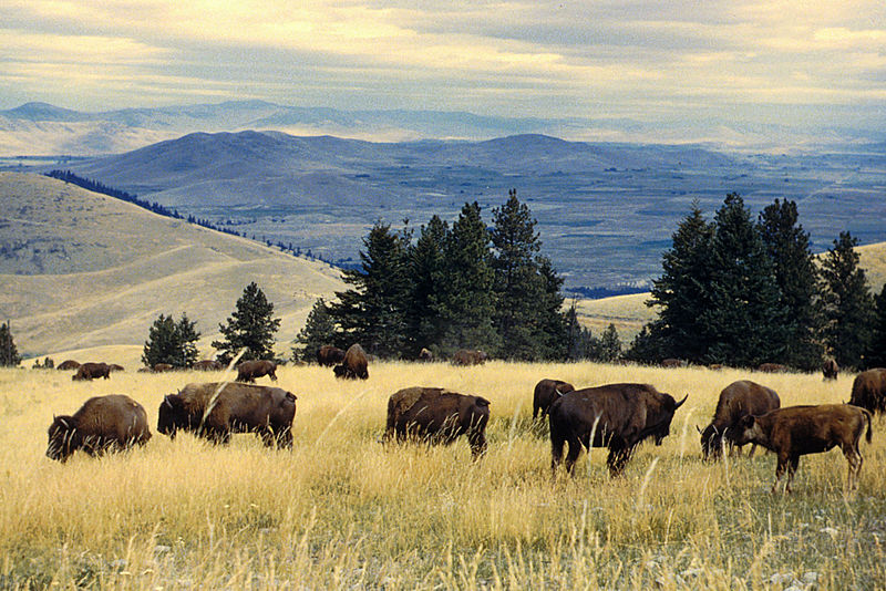 File:Bison herd grazing at the National Bison Range.jpg