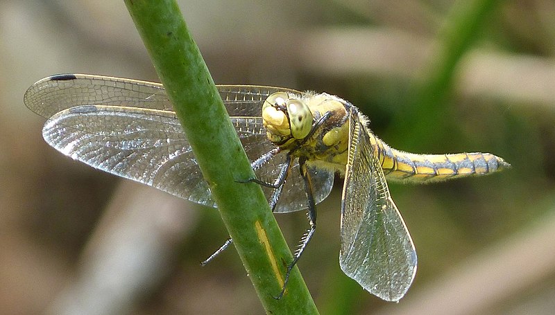 File:Black-tailed Skimmer female. Orthetrum cancellatum (30809386710).jpg