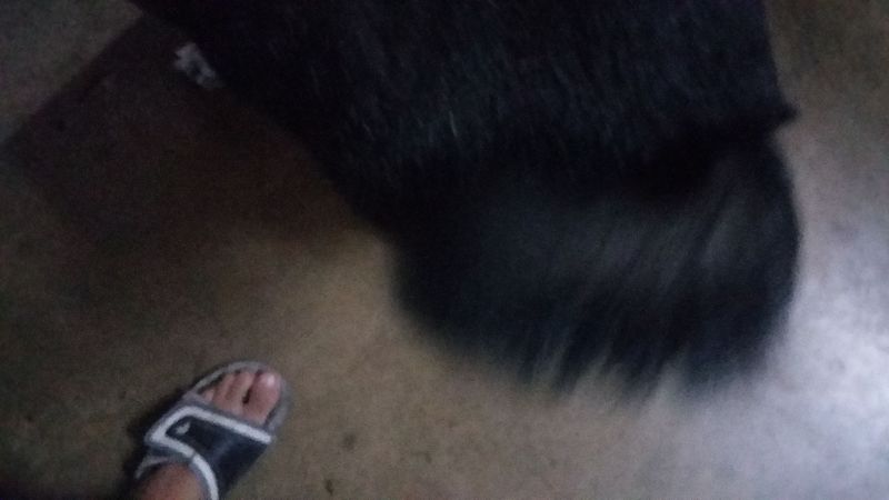 File:Black Dog Curly Tail.jpg