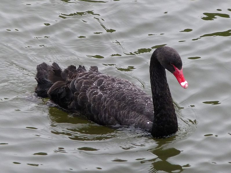 File:Black Swan - Flickr - gailhampshire.jpg