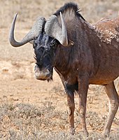 A gnu Black Wildebeest (Connochaetes gnou) (32211500640).jpg
