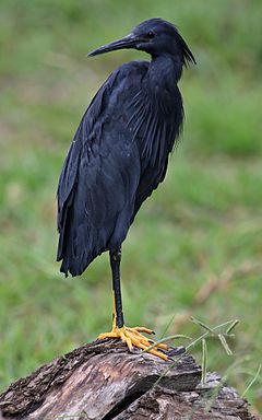 Black heron, Egretta ardesiaca, at Marievale Nature Reserve, Gauteng, South Africa (29946902700).jpg