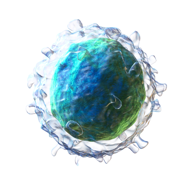 File:Blausen 0624 Lymphocyte B cell (crop).png