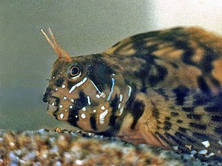 Самец морской собачки-сфинкса (Aidablennius sphynx)
