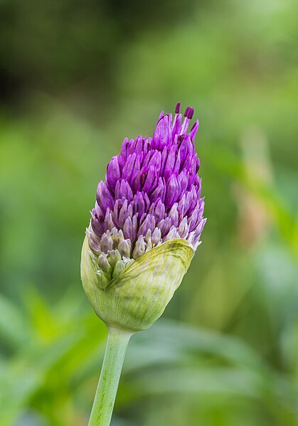 File:Bloemknop van sierui (Allium). Locatie, Tuinreservaat Jonkervallei 02.jpg