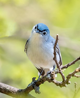 Blue-gray gnatcatcher (breeding male) in Prospect Park