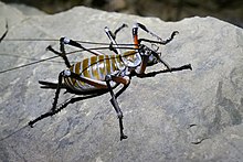 Bluff wētā, Deinacrida elegans.jpg