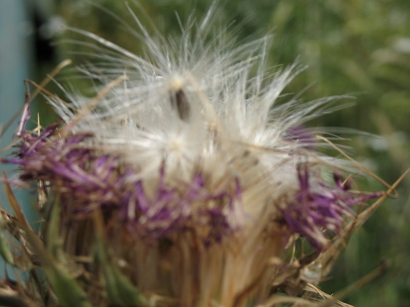 File:Blurry Golan 'Dandelion' 0999 (507950283).jpg