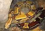 Boa constrictor constrictor - Flickr - Dick Culbert.jpg