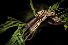 Boiga siamensis - Siamese cat snake (juvenile).jpg