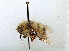 Bombus polaris 2.jpg