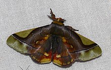 Bombycidae (Epia muscosa) (25914765138) .jpg