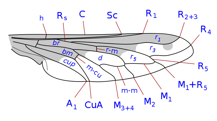 File:Bombyliidae wing veins-1.svg