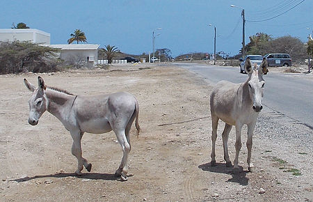 Lừa hoang Nubia