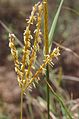 Bothriochloa ewartiana flower.jpg