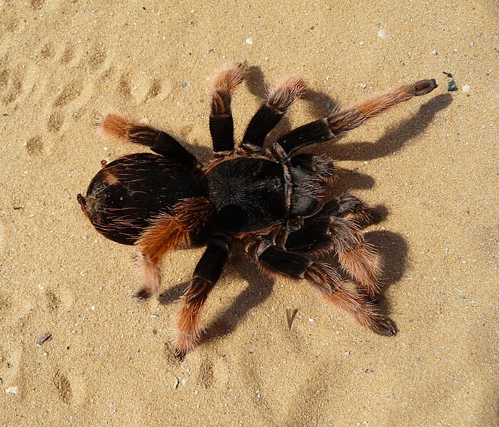 File:Brachypelma klaasi 2009 G06.jpg