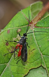 <i>Alabagrus texanus</i> Species of wasp