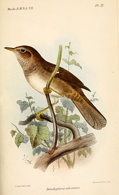Bradypterus Sylvaticus: вид птица
