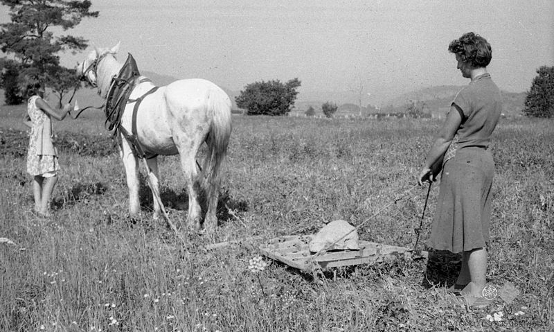 File:Brana, obtežena s kamnom. Z njo vlačijo strnišče po ječmenu, Vrhnika 1962 (4).jpg