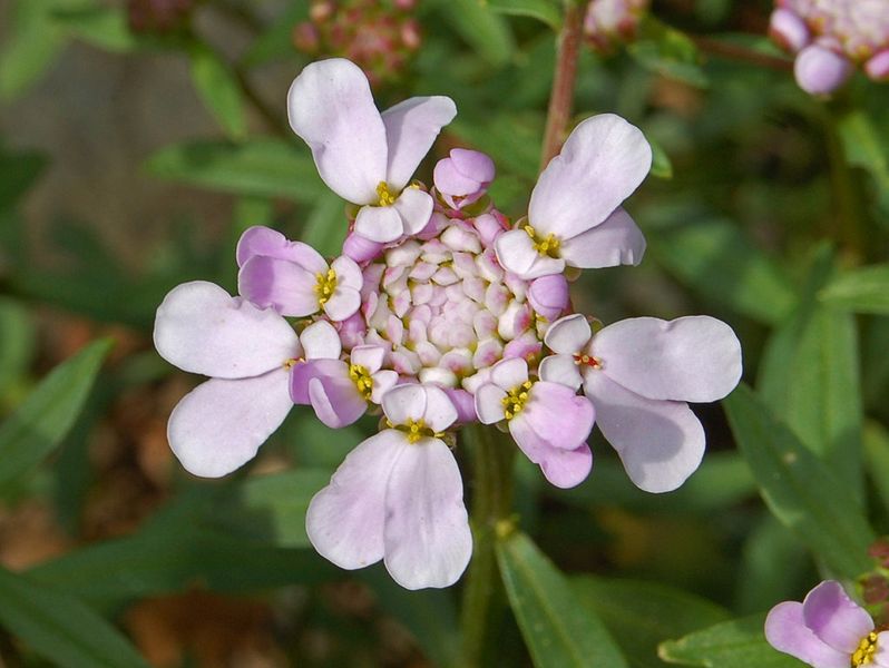 Brassicaceae - Wikipedia