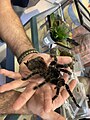 Brazilian salmon pink bird-eating tarantula (Lasiodora parahybana), Entomica 1.jpg