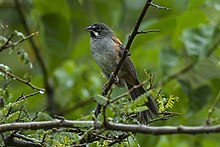 Bridled Sparrow - Oaxaca - Mexico S4E9190 (23024344799).jpg