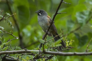 Bridled sparrow Species of bird